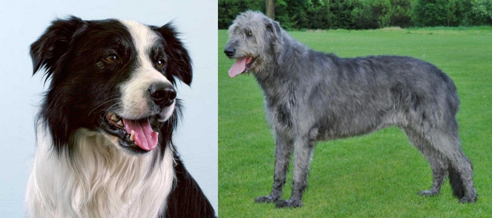 Irish Wolfhound vs Border Collie - Breed Comparison