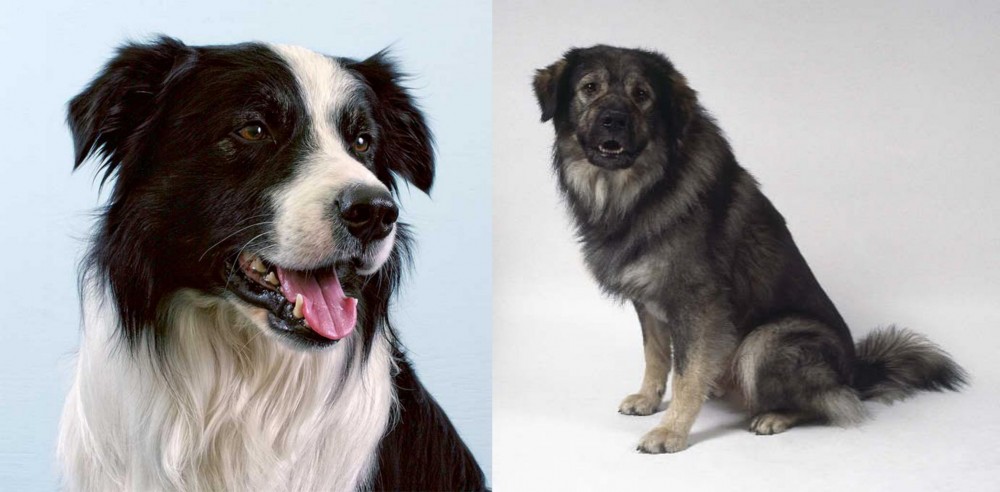 Istrian Sheepdog vs Border Collie - Breed Comparison