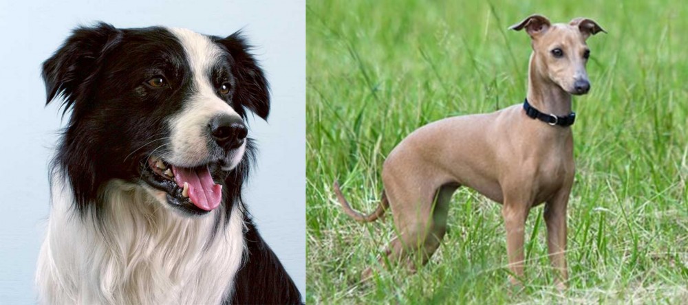 Italian Greyhound vs Border Collie - Breed Comparison