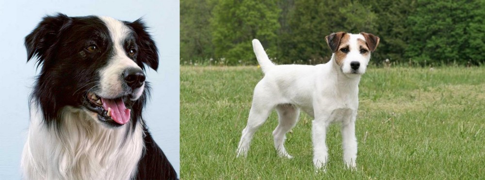 Jack Russell Terrier vs Border Collie - Breed Comparison