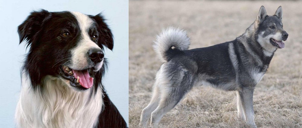 Jamthund vs Border Collie - Breed Comparison