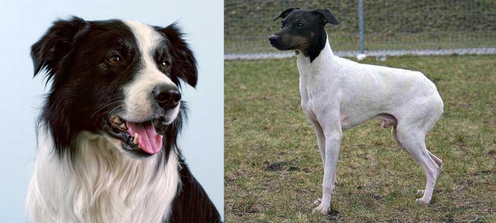 Japanese Terrier vs Border Collie - Breed Comparison