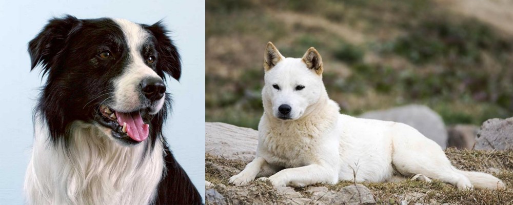 Jindo vs Border Collie - Breed Comparison