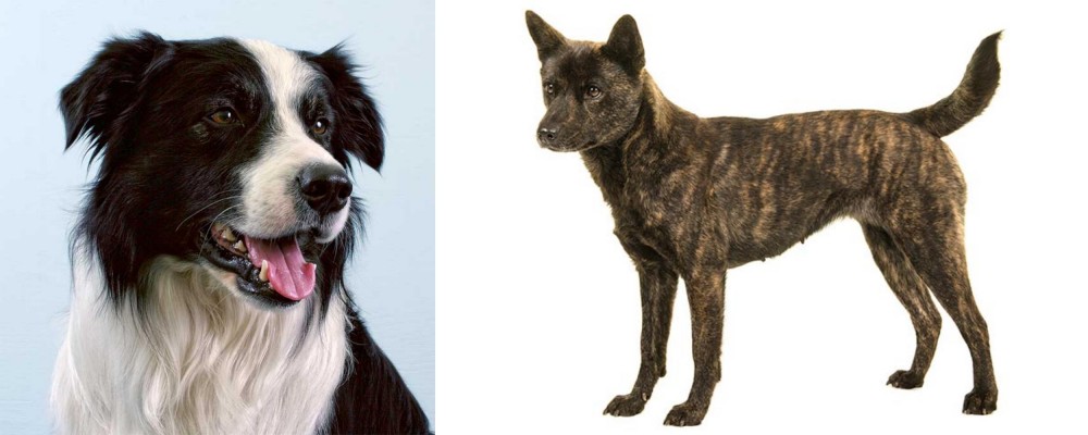 Kai Ken vs Border Collie - Breed Comparison