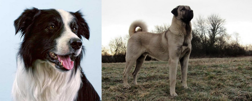 Kangal Dog vs Border Collie - Breed Comparison