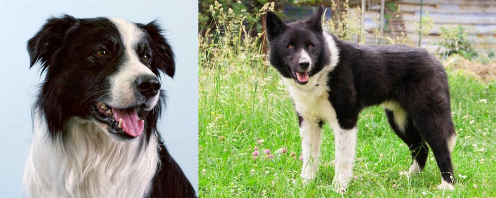 Karelian Bear Dog vs Border Collie - Breed Comparison