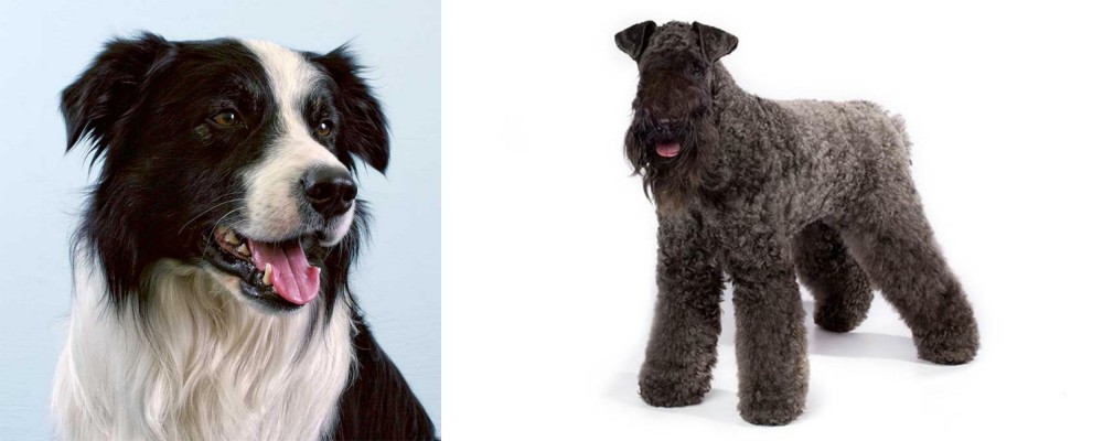 Kerry Blue Terrier vs Border Collie - Breed Comparison