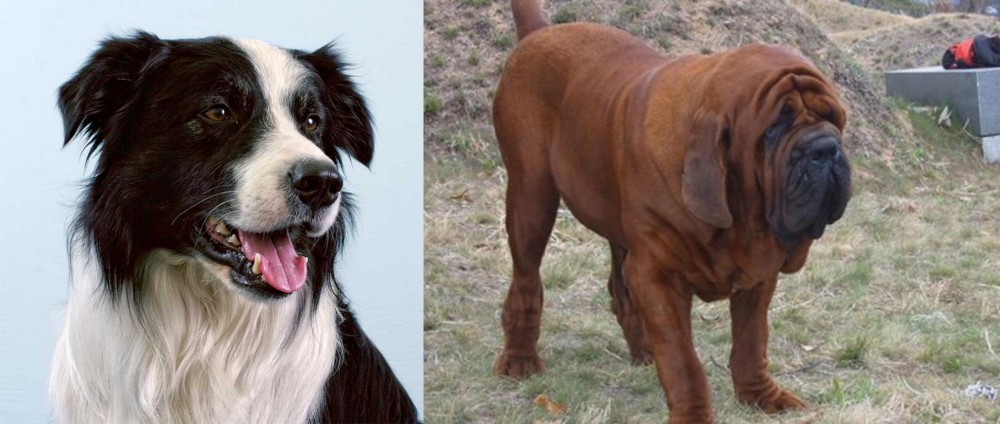 Korean Mastiff vs Border Collie - Breed Comparison