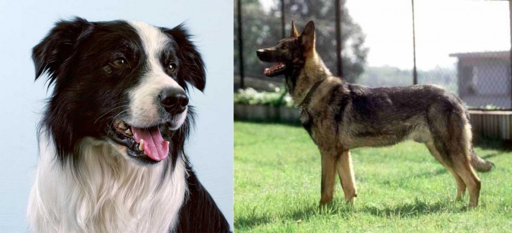 Kunming Dog vs Border Collie - Breed Comparison