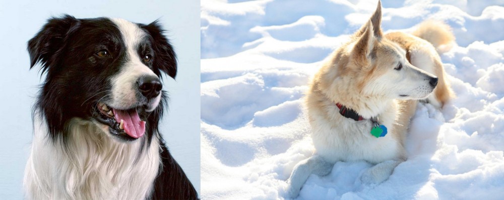 Labrador Husky vs Border Collie - Breed Comparison