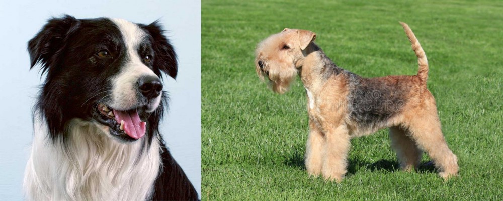 Lakeland Terrier vs Border Collie - Breed Comparison