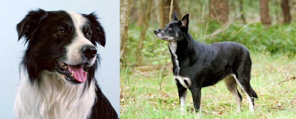 Lapponian Herder vs Border Collie - Breed Comparison