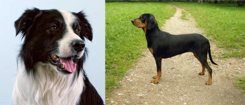 Latvian Hound vs Border Collie - Breed Comparison