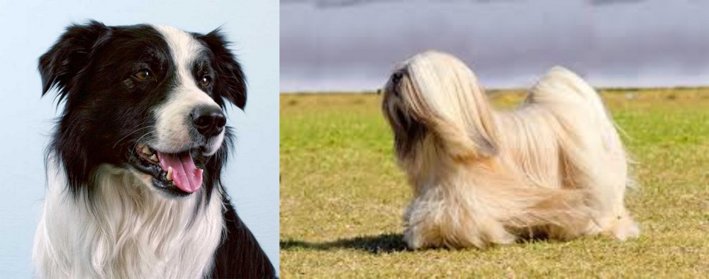 Lhasa Apso vs Border Collie - Breed Comparison