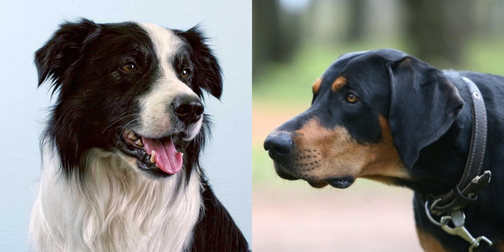 Lithuanian Hound vs Border Collie - Breed Comparison