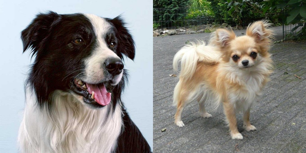 Long Haired Chihuahua vs Border Collie - Breed Comparison