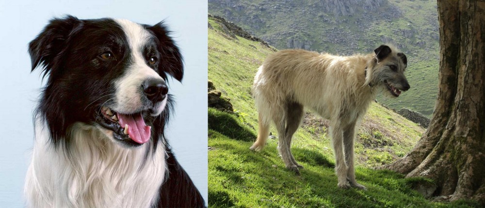 Lurcher vs Border Collie - Breed Comparison