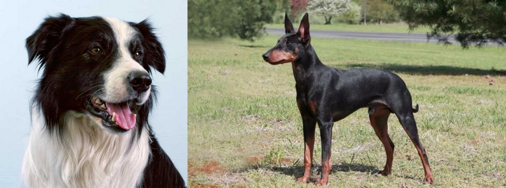 Manchester Terrier vs Border Collie - Breed Comparison