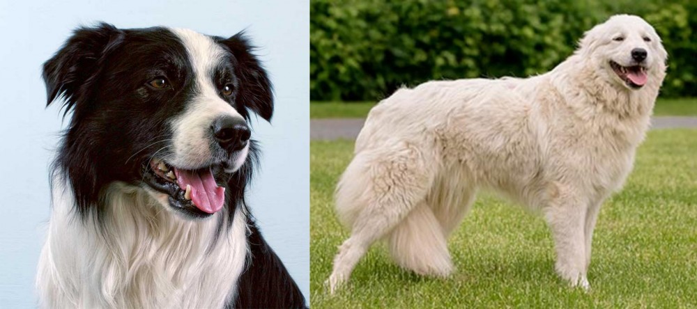 Maremma Sheepdog vs Border Collie - Breed Comparison