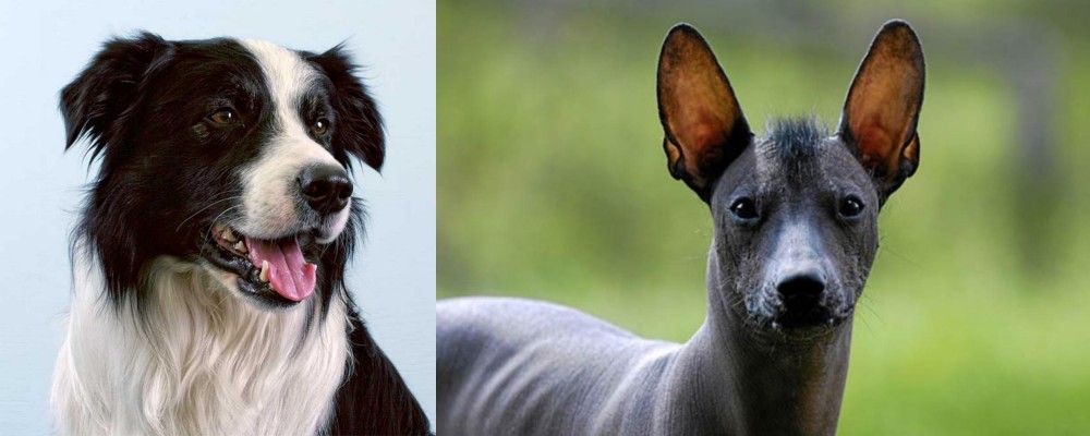 Mexican Hairless vs Border Collie - Breed Comparison