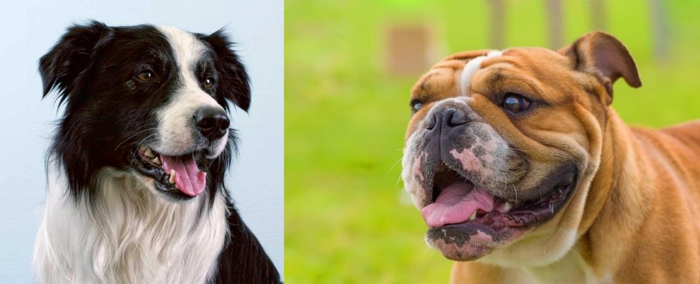 Miniature English Bulldog vs Border Collie - Breed Comparison