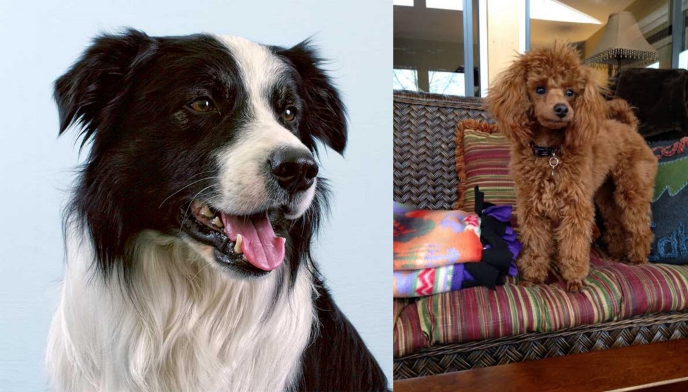 Miniature Poodle vs Border Collie - Breed Comparison