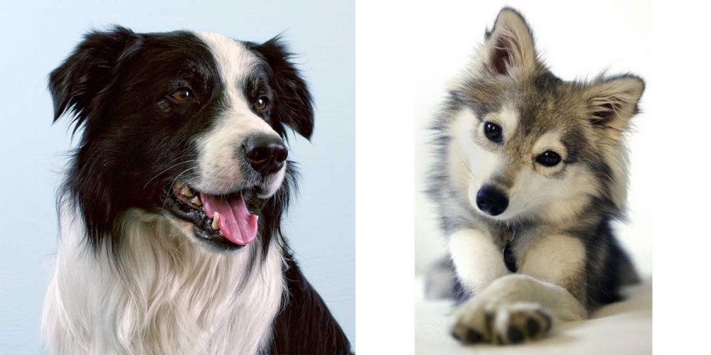 Miniature Siberian Husky vs Border Collie - Breed Comparison