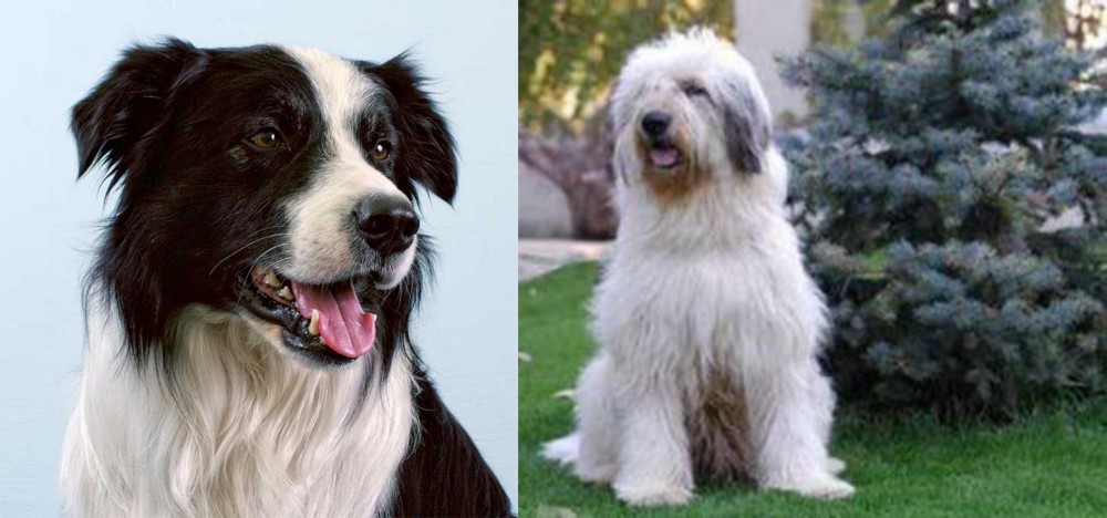 Mioritic Sheepdog vs Border Collie - Breed Comparison