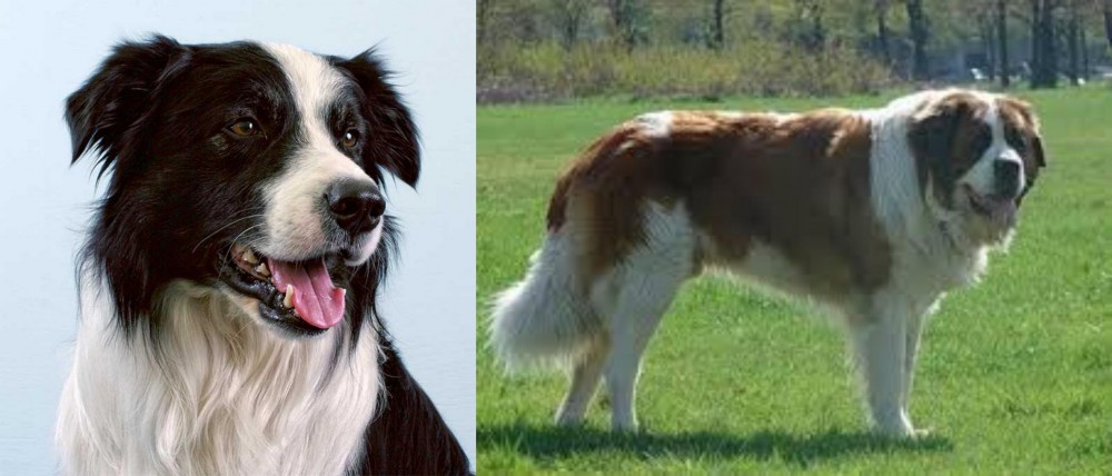 Moscow Watchdog vs Border Collie - Breed Comparison
