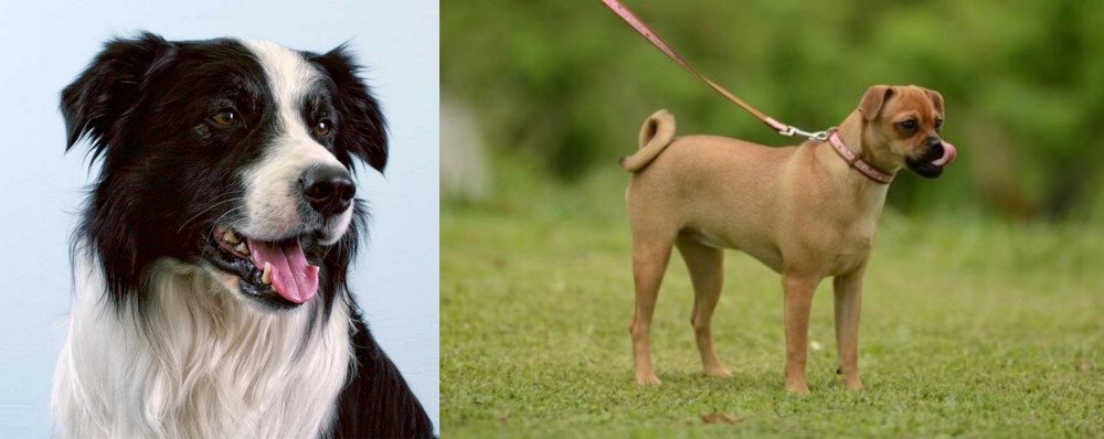 Muggin vs Border Collie - Breed Comparison