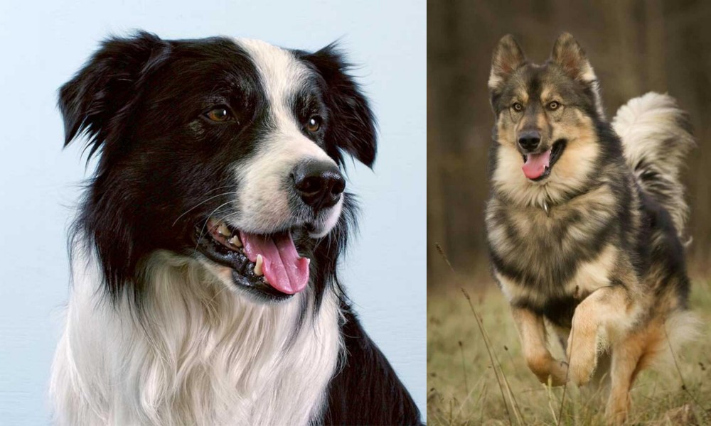 Native American Indian Dog vs Border Collie - Breed Comparison