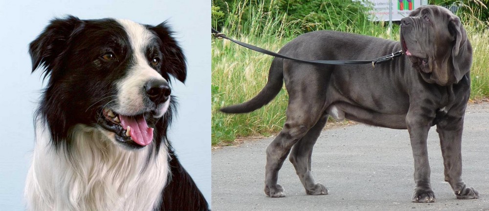 Neapolitan Mastiff vs Border Collie - Breed Comparison