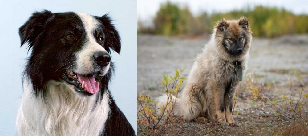 Nenets Herding Laika vs Border Collie - Breed Comparison