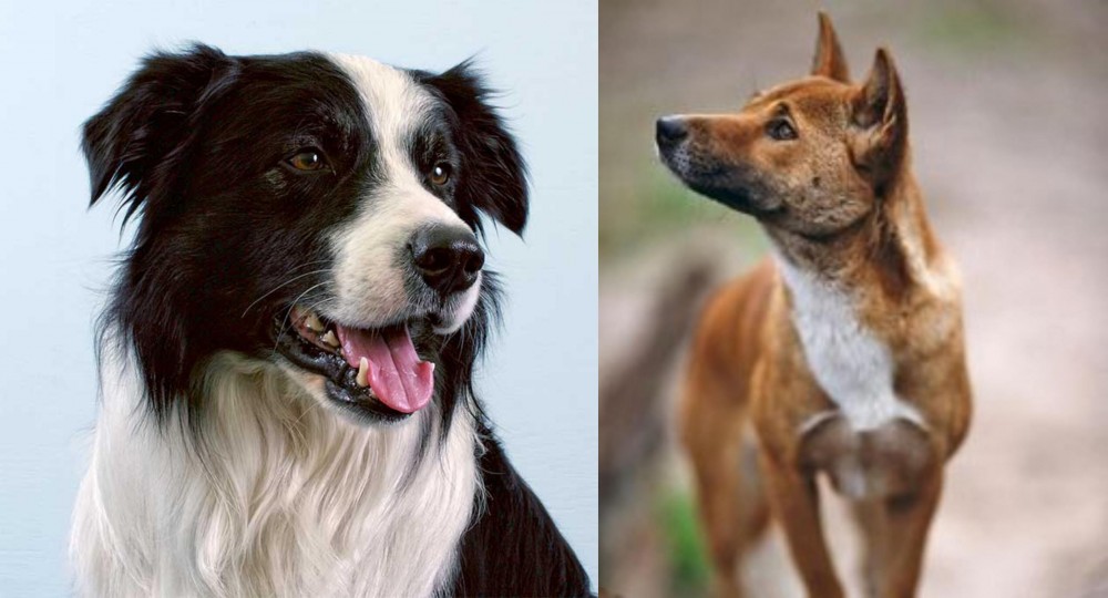 New Guinea Singing Dog vs Border Collie - Breed Comparison