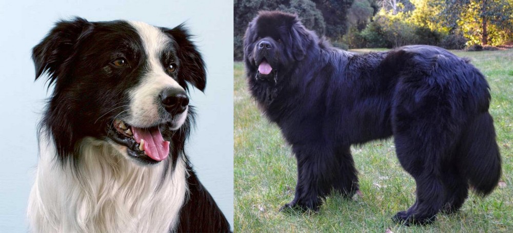 Newfoundland Dog vs Border Collie - Breed Comparison