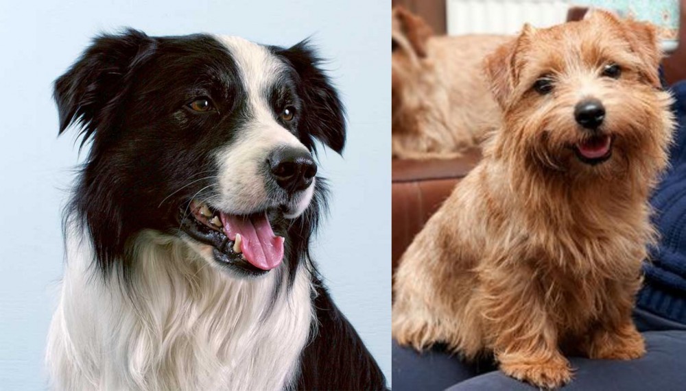 Norfolk Terrier vs Border Collie - Breed Comparison