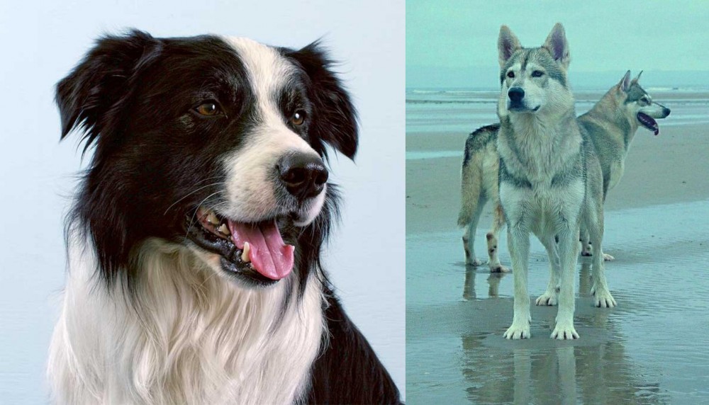 Northern Inuit Dog vs Border Collie - Breed Comparison
