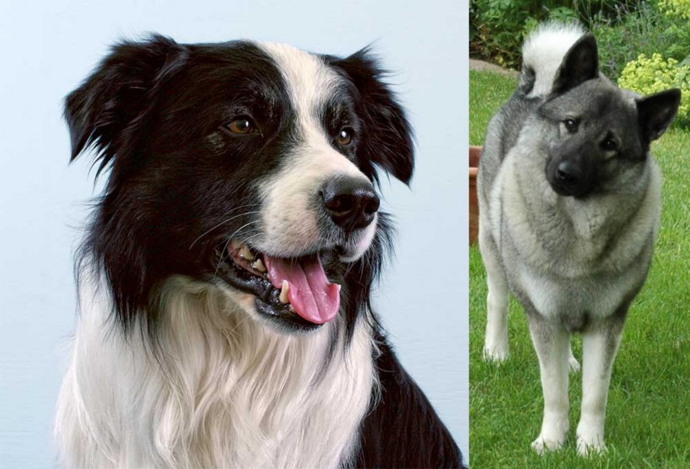 Norwegian Elkhound vs Border Collie - Breed Comparison