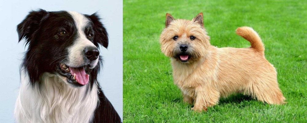 Norwich Terrier vs Border Collie - Breed Comparison