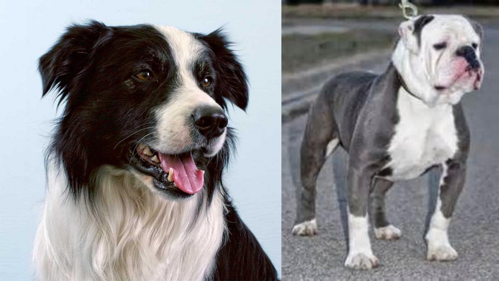 Old English Bulldog vs Border Collie - Breed Comparison