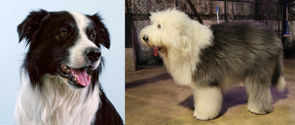 Old English Sheepdog vs Border Collie - Breed Comparison