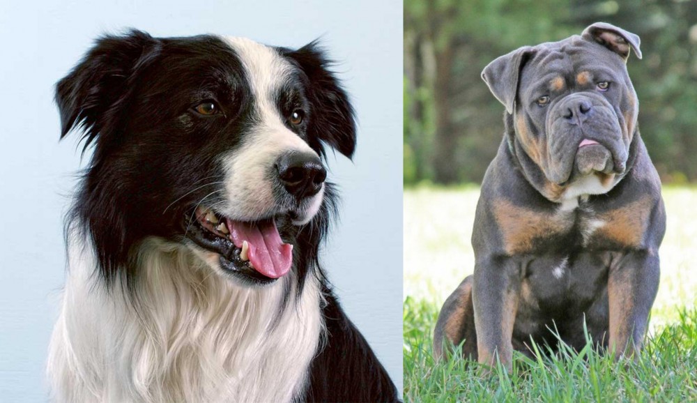 Olde English Bulldogge vs Border Collie - Breed Comparison