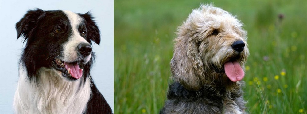 Otterhound vs Border Collie - Breed Comparison