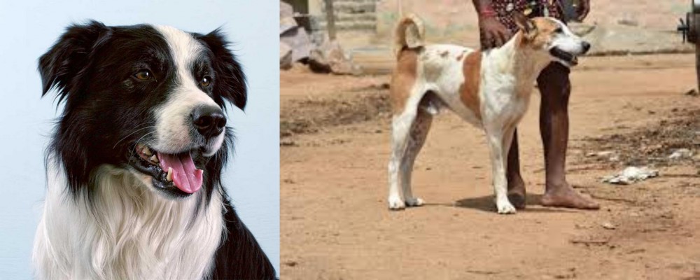 Pandikona vs Border Collie - Breed Comparison