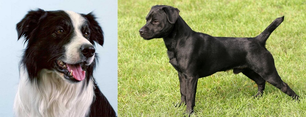 Patterdale Terrier vs Border Collie - Breed Comparison