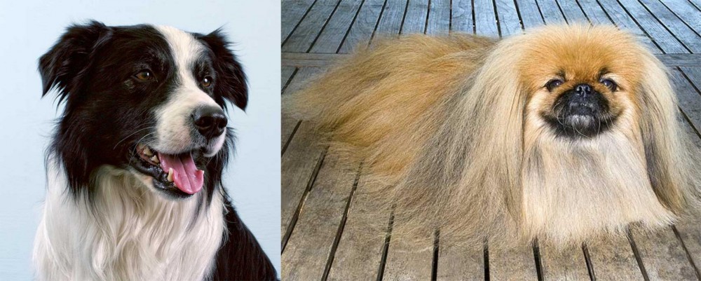Pekingese vs Border Collie - Breed Comparison