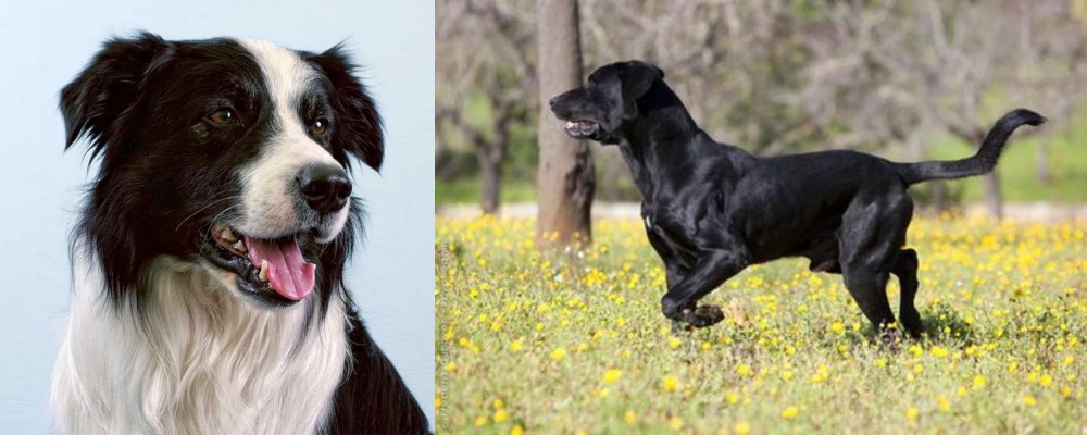 Perro de Pastor Mallorquin vs Border Collie - Breed Comparison