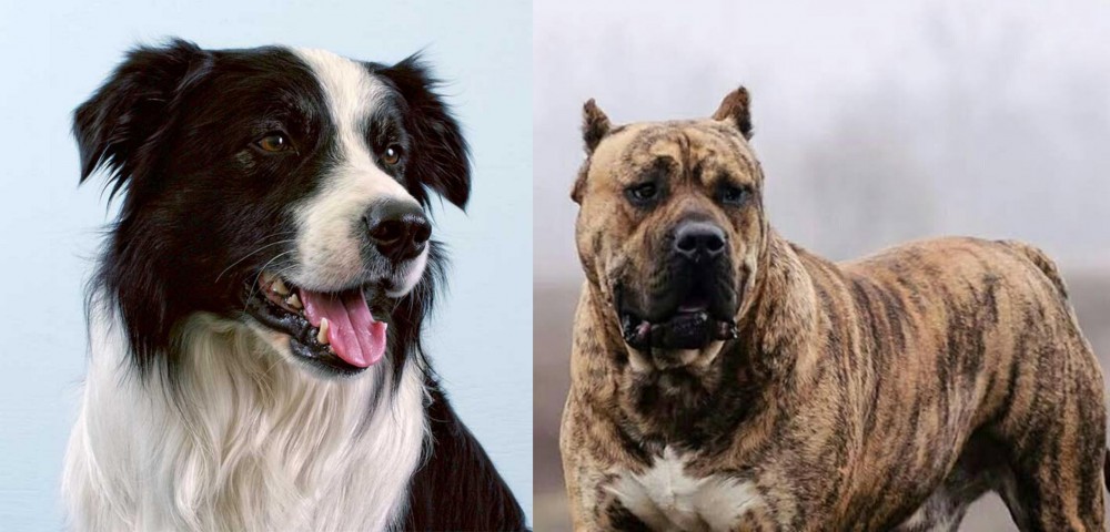 Perro de Presa Canario vs Border Collie - Breed Comparison