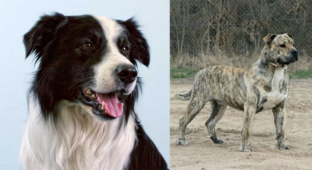 Perro de Presa Mallorquin vs Border Collie - Breed Comparison