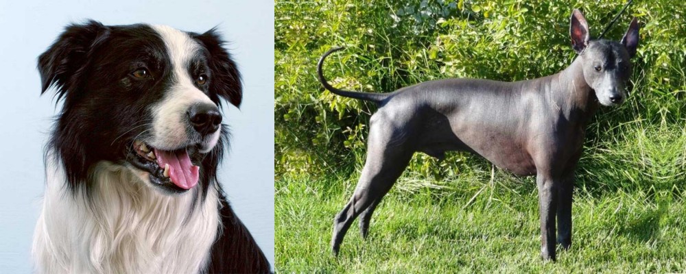 Peruvian Hairless vs Border Collie - Breed Comparison